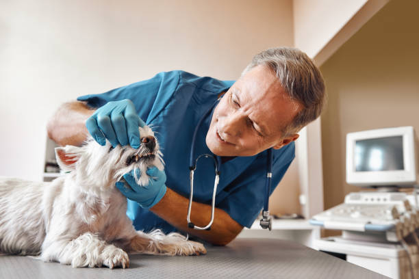 Best Emergency Dental Care for Abscessed Tooth in South Coventry, CT